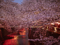 桜を見渡すバルコニー席（お席のみのご予約）