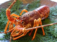 雪屋熟成和牛、龙虾、鲍鱼宴 35,200日元