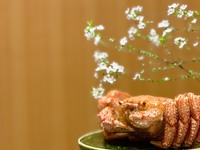 毛蟹を食すコース（全7品）