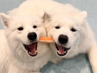 ≪Golden Week Period≫ Regular Ticket (50 minutes)