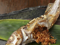 5月【料理のみ】名物ハタハタのブリコ焼きや比内地鶏の串焼き、逸品など全12品6000(税込)