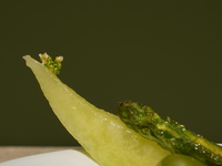 May Essence Non-Alcoholic Pairing