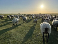 【Limité à 10 personnes】Menu spécial pour déguster du agneau pré-salé de France, une viande rare