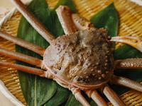 【From September 1st】Kiwami -極- Omakase Course