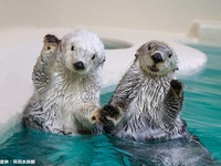 [Limited to 20 participants] Special lecture by Toba Aquarium keepers + Toba Aquarium × Sheraton Miyako Hotel Osaka collaborative afternoon tea <Sept 5 & 6>