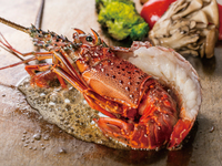 【ロブスターコース】ロブスターの鉄板焼や国産サーロインステーキ含む全9品（9/18〜9/27）