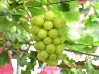 JA秋田しんせい × ANAクラウンプラザホテル秋田 期間限定コラボレーション