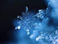 New Year’s Special Dinner Course *January 2 & 3