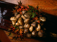 八王子うかい亭スペシャルコース【12月～S.ｻｰﾛｲﾝ】