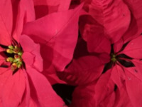 12月24、25、26，27日限定◆2026Xmasディナーご予約時にメイン料理をお選び下さい